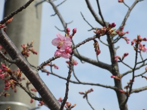 sakura-saku